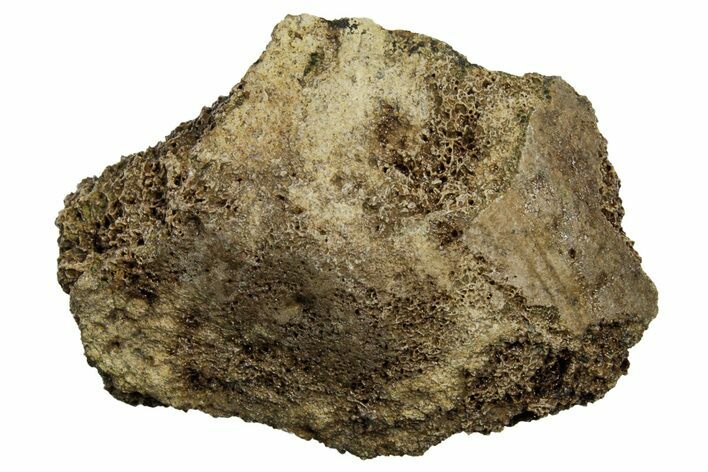 Fossil Tyrannosaur (T rex) Vertebra Section - Wyoming #350448